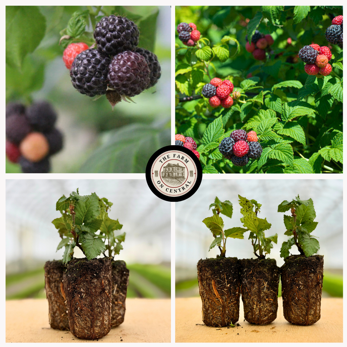 Tahi Thornless Black Raspberry