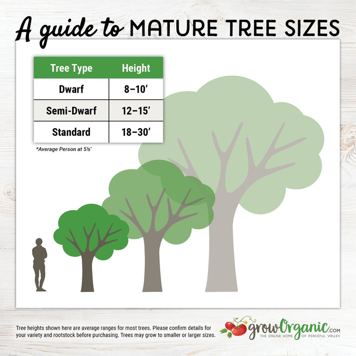 Double Delight Nectarine Tree