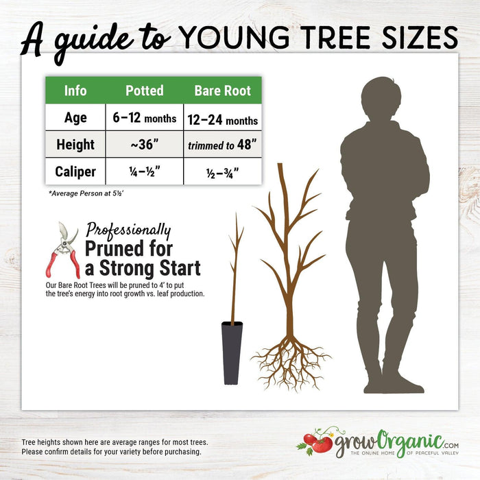 Warren Pear Tree