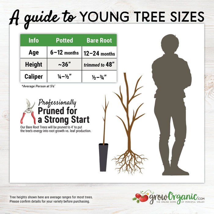 Tomcot Apricot Tree