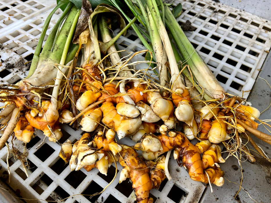 Turmeric Seed Rhizomes (Sample Pack)