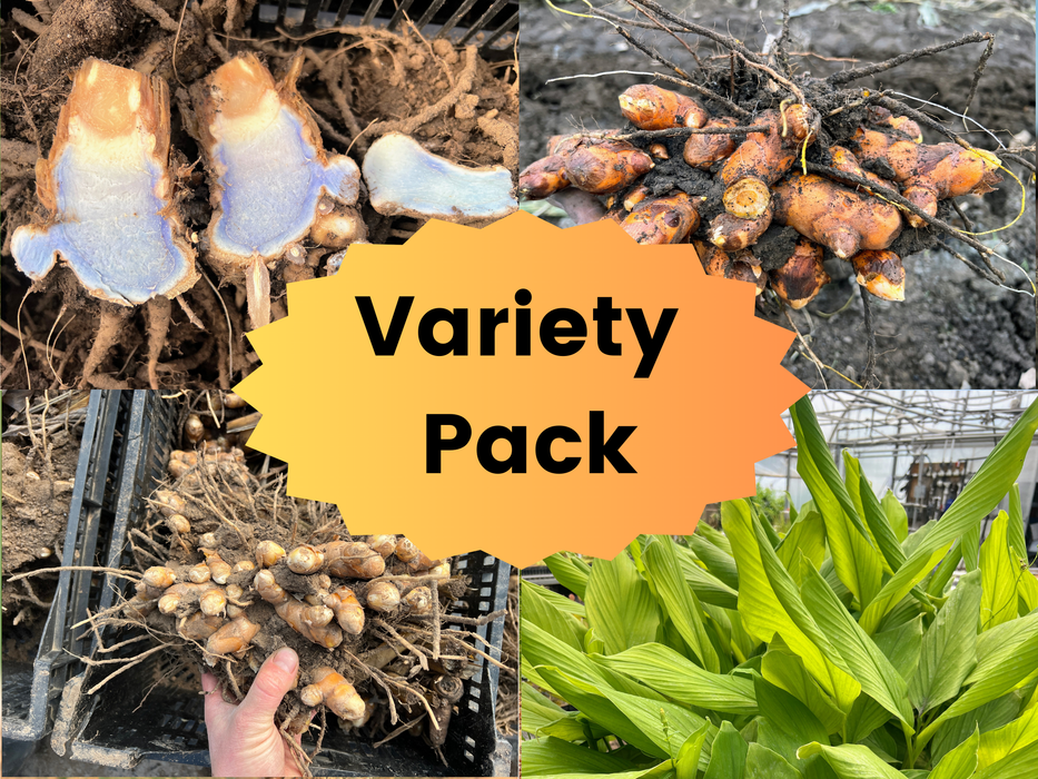 Turmeric Seed Rhizomes (Sample Pack)