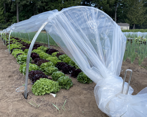 Clear Poly for Low Tunnels