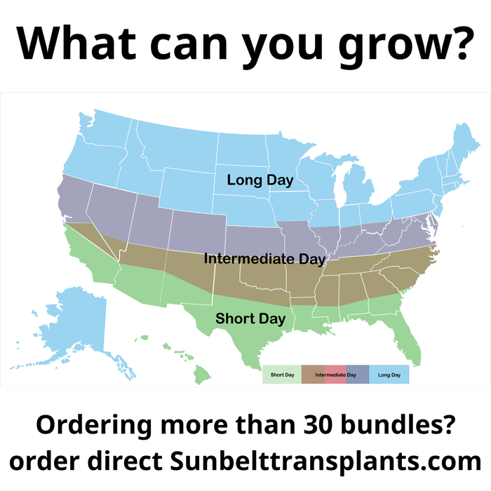 Onion Mixed Bundle (Short Day)