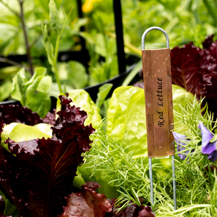Vibrant red and green lettuce, fresh dill, and a purple flower in a garden bed, with a copper "Red Lettuce" marker.