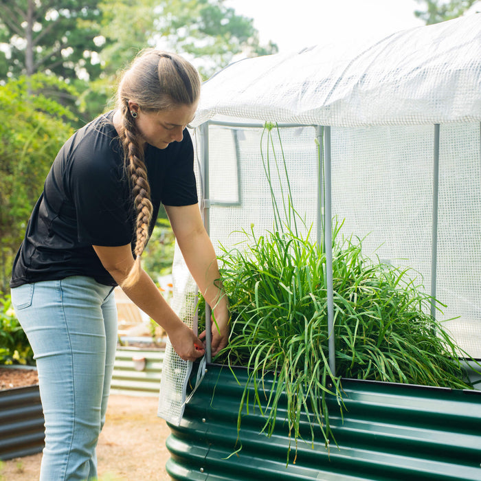 Woman securing mini greenhouse cover on green corrugated raised garden bed, growing lush chives. Outdoor plant protection.