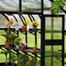 Vego Garden greenhouse interior with black frame, ribbed polycarbonate panels, shelves of potted plants, sunflowers, and gardening tools.