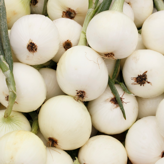Walla Walla Onion Plants (Heirloom, Long Day)