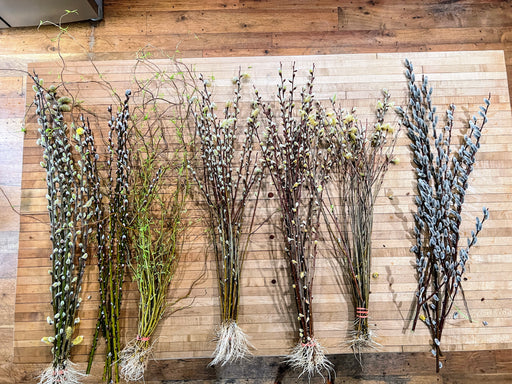 Bundles of rooted pussy willow and curly willow branches on a wooden surface. Spring floral decor and propagation cuttings.