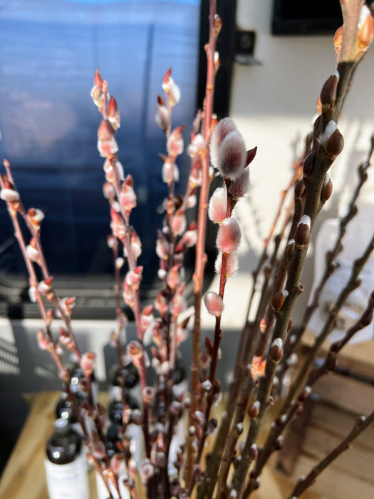 Fluffy pink and white pussy willow catkins on brown branches, symbolizing spring. Natural floral decor.