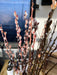 Fluffy pink and white pussy willow catkins on brown branches, symbolizing spring. Natural floral decor.