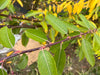 Green leaves with white veins on a dark branch with small yellow buds. Blurry yellow autumn leaves in the background.