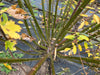 Green and reddish stems of a shrub, with yellow, brown, and green autumn leaves on black weed barrier.