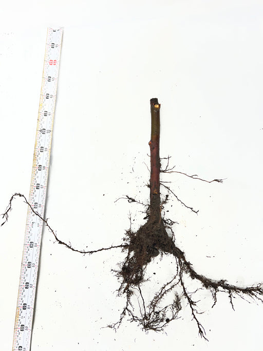 Bare-root tree sapling, extensive root system with soil, measured by tape (approx. 50-65 inches). Nursery plant.