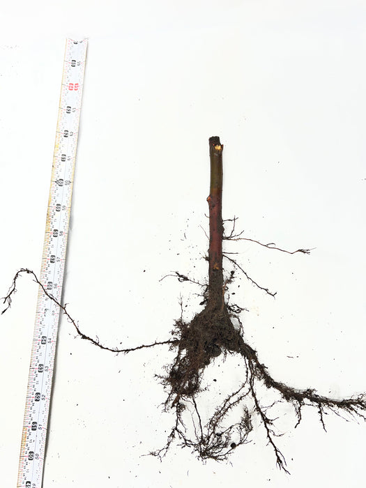 Bare-root tree sapling, extensive root system with soil, measured by tape (approx. 50-65 inches). Nursery plant.