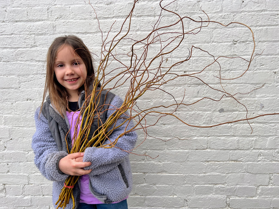 Smiling child holding a large bundle of curly brown branches against a white brick wall. Ideal for spring decor or nature crafts.