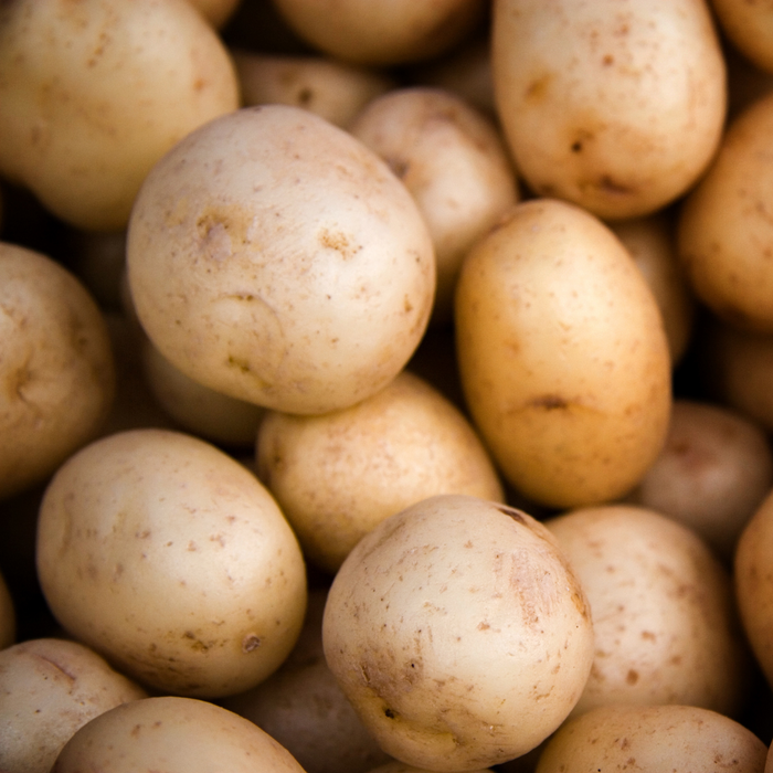 Yukon Gold Seed Potato