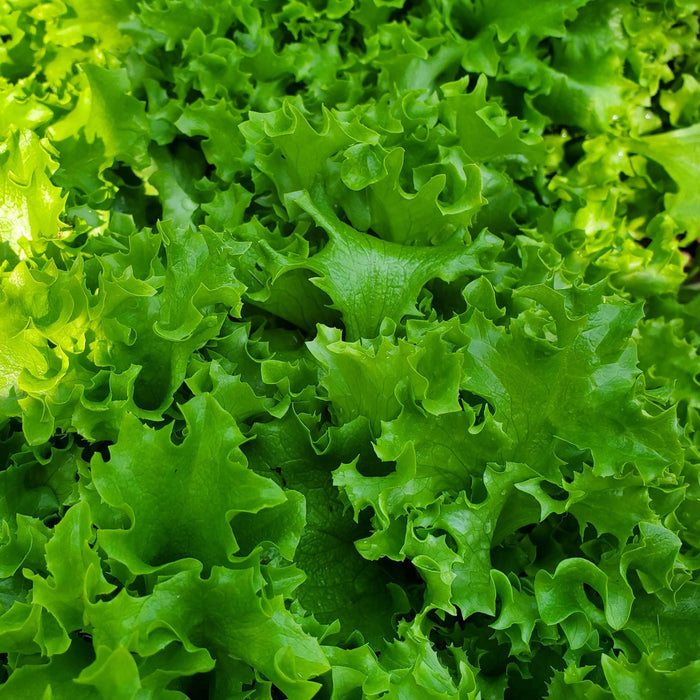 Tango Leaf Lettuce