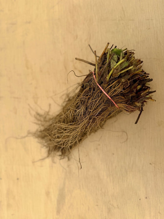 Honeoye Strawberry Plants