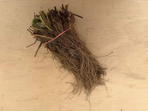 Dormant bare root plant starts with green leaves, bundled with a pink tie on a light wooden surface.