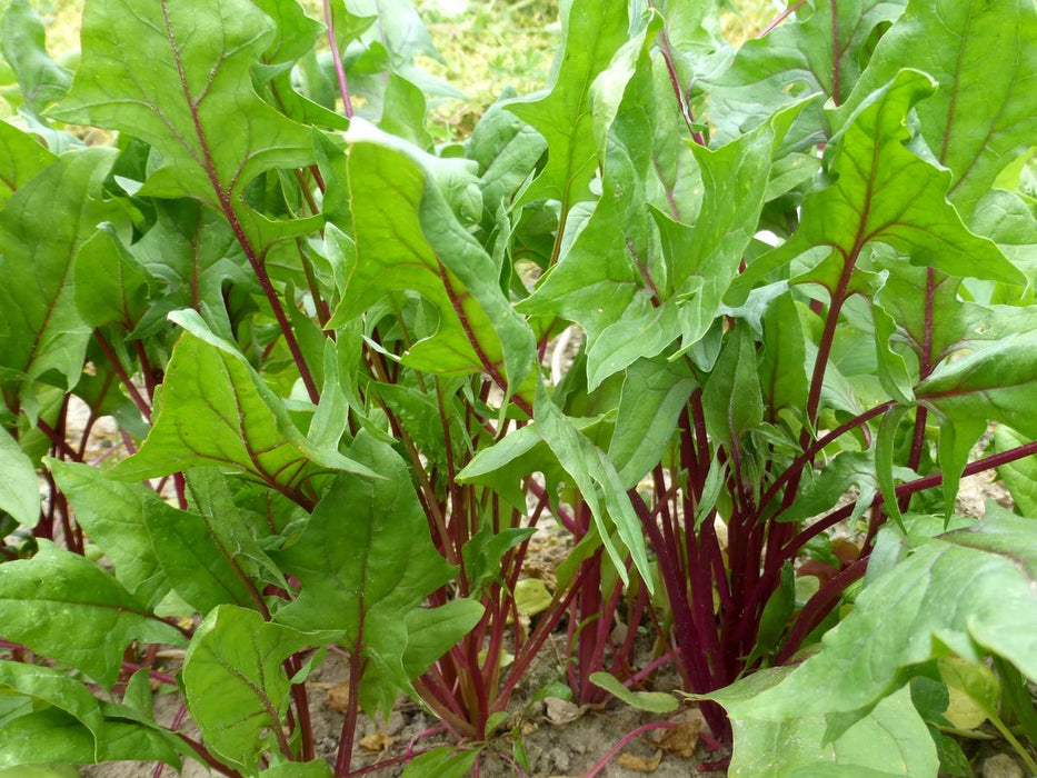 Beaujolais Spinach