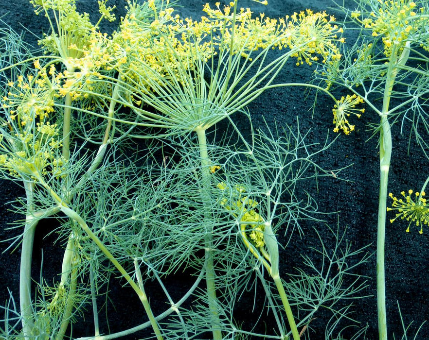 Bouquet, Dill