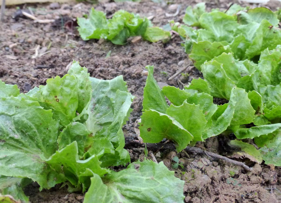 Rows of vibrant green lettuce growing in fertile garden soil. Fresh organic salad greens.