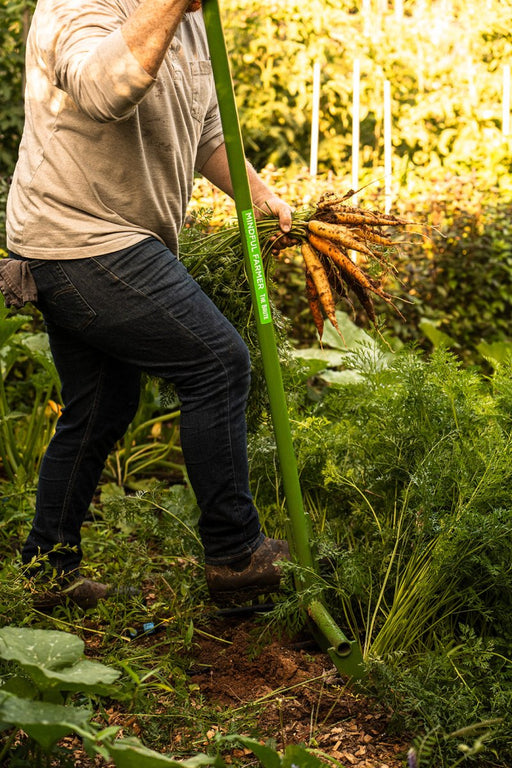 Farmer harvesting fresh organic carrots from garden soil with a "Mindful Farmer" digging tool.