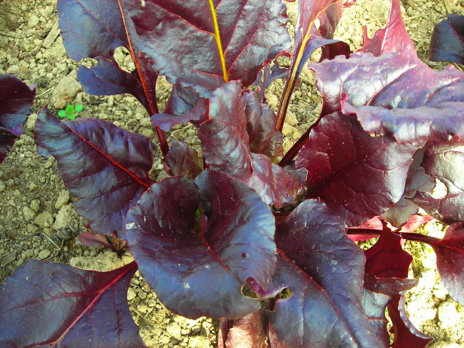 Bull’s Blood Beet