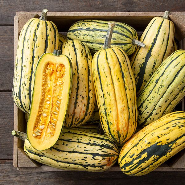 Bush Delicata Squash
