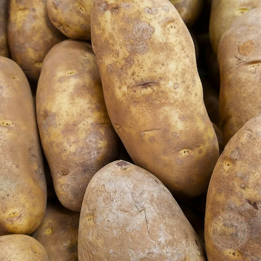 Close-up of many unwashed russet potatoes, brown skins with dirt, perfect for baking or frying.