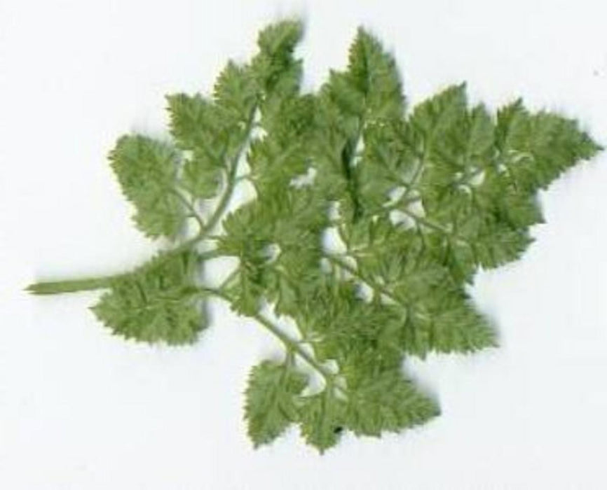 Chervil, Brussels Winter