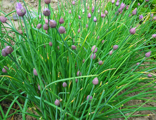 Vibrant chive plants with green stalks and purple flower buds ready to bloom in a herb garden.