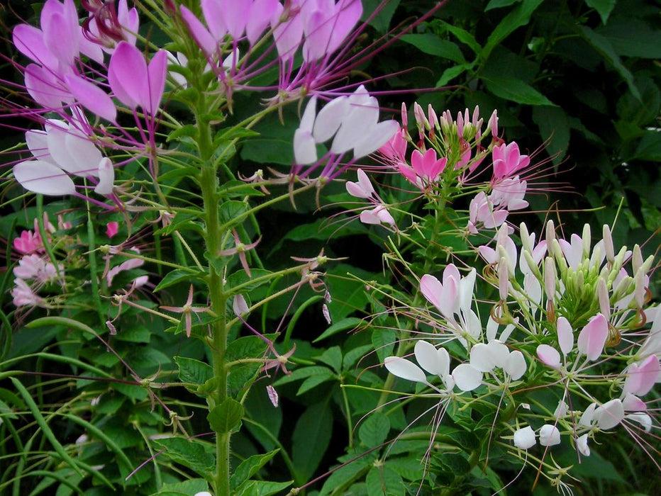 Cleome (Spider Flower), Queen Mix