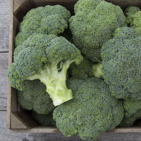 Covina F1 Broccoli