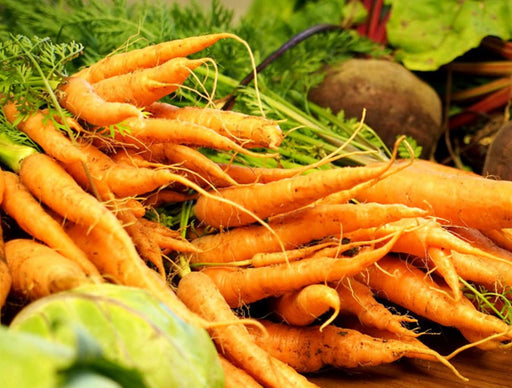 Freshly harvested orange carrots with green tops and a beet. Healthy organic root vegetables and garden produce.