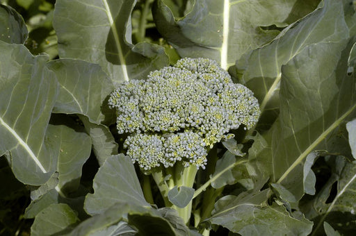 Fresh broccoli head growing in a garden, surrounded by large green leaves.