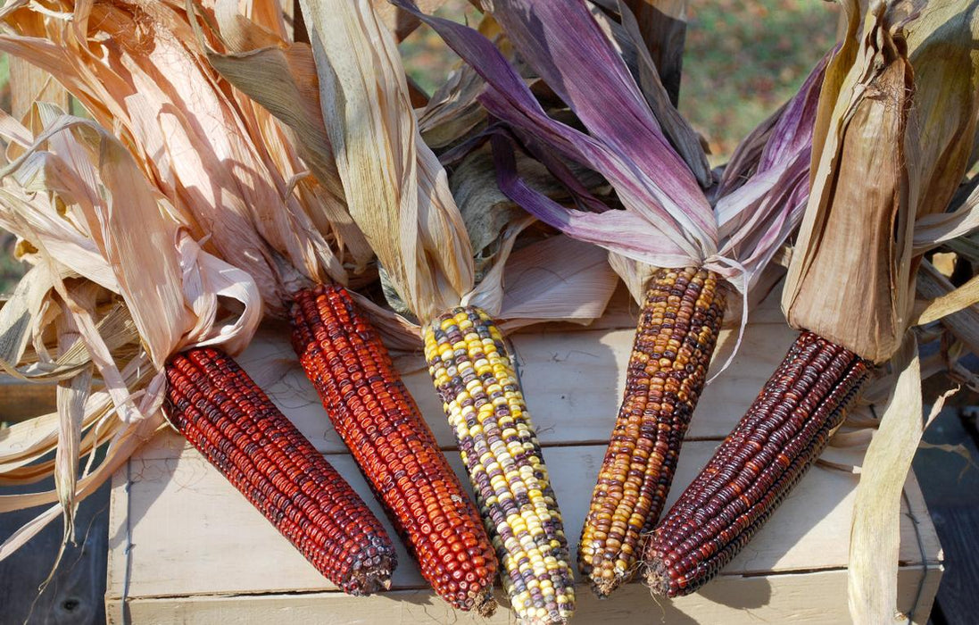 Pungo Creek Butcher Dent Corn