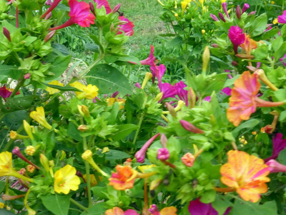 Four O'Clocks, Don Pedros Mixed Colors