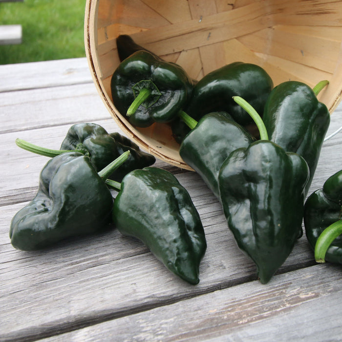 Ancho Grande (Poblano) Pepper
