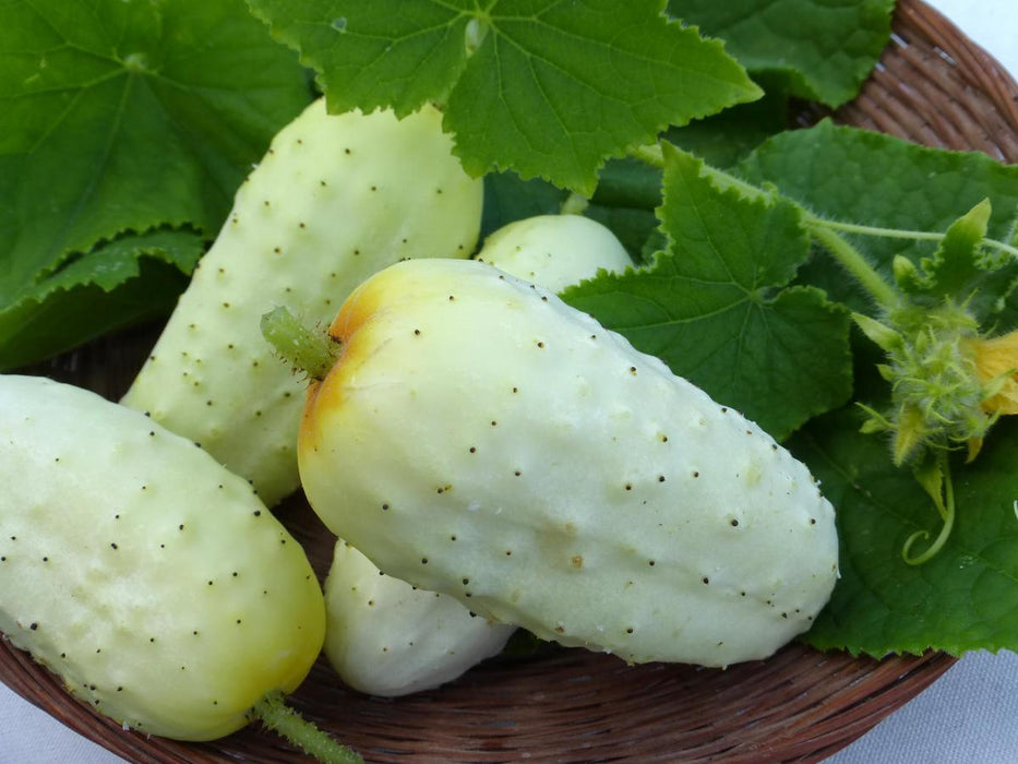 Edmonson Pickling Cucumber