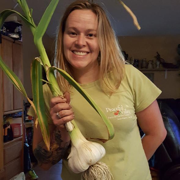 PREORDER Elephant Garlic (lb)