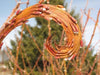 Vibrant orange spiraling stem with red & white spring buds. New growth, botanical detail.