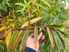 Hand holding a red-stemmed plant branch with long, narrow leaves in shades of green, yellow, and brown autumn colors.