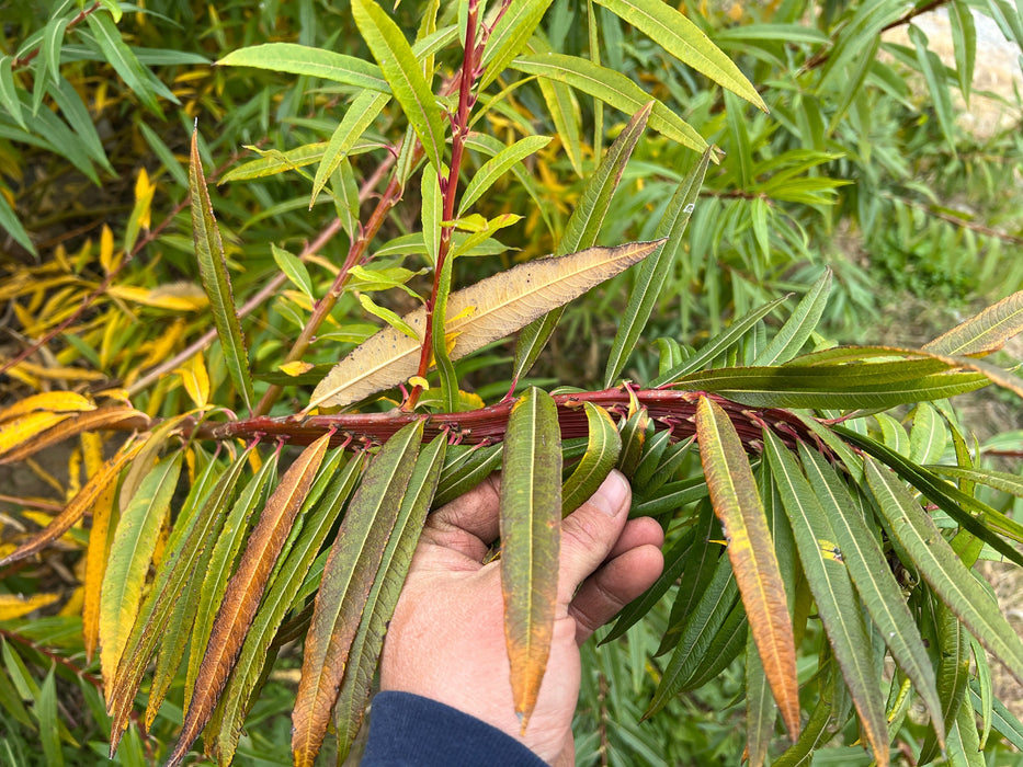 Hand holding a red-stemmed plant branch with long, narrow leaves in shades of green, yellow, and brown autumn colors.