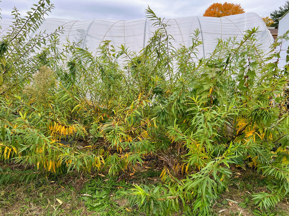 Vibrant green and yellowing foliage in front of a large white hoop house, with an orange autumn tree in the distance.