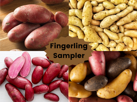 Fingerling Potato Sampler