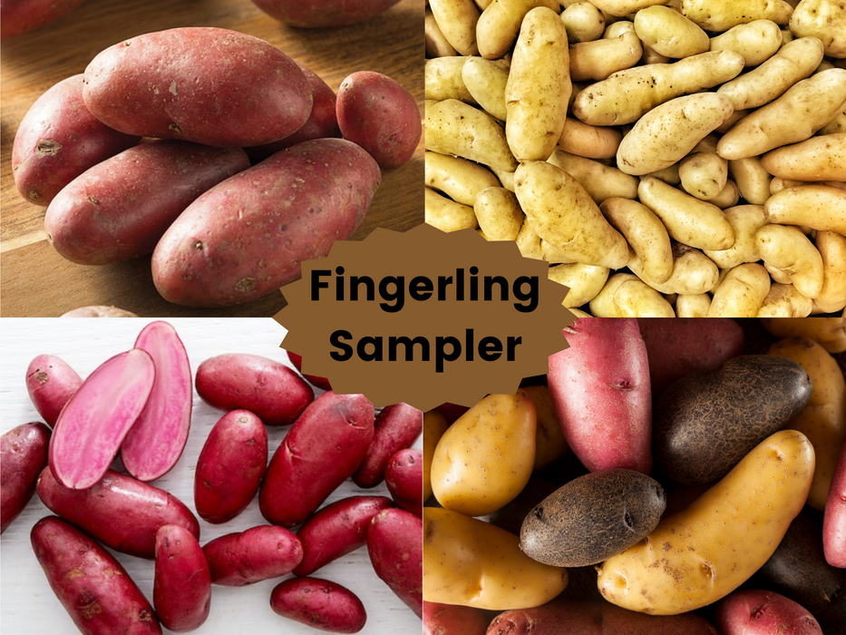 Fingerling Seed Potato Mixed Bundle