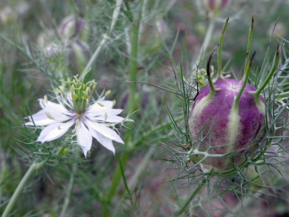 Love-in-a-Mist Mixed Colors Nigella