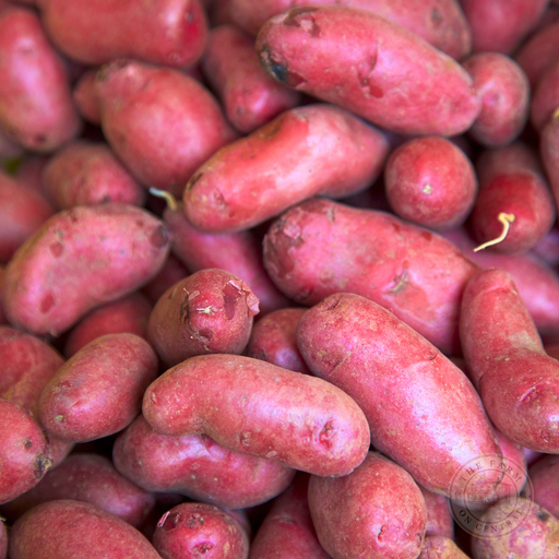 Vibrant red potatoes, freshly harvested. Healthy, natural produce from the farm, ready for cooking.